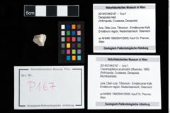 Foto (Objekt + Etikett) von Cracensigillatus acutirostris (Moericke, 1889)  (NHMW-GEO-2014-0194-0167)